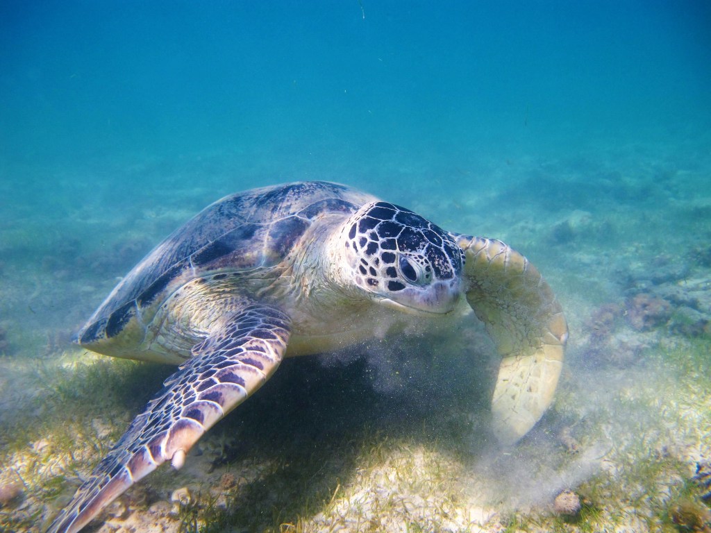 Vivre pleinement et entièrement son être, son Soi.